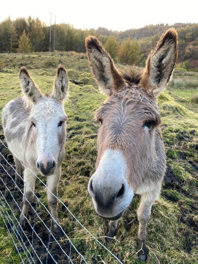 Fernhill Valley Farm Blaencwm Экстерьер фото